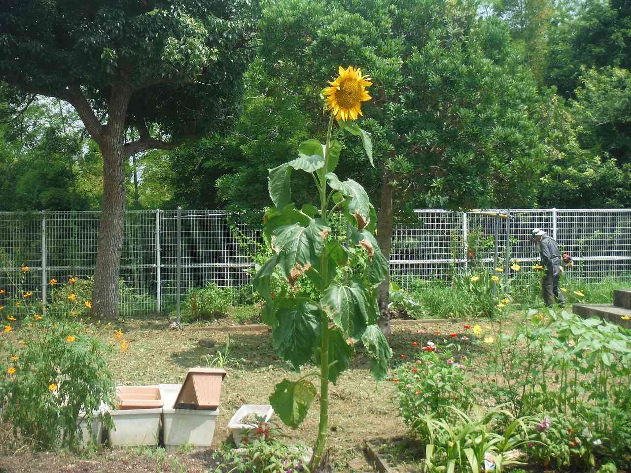 DSCF8406